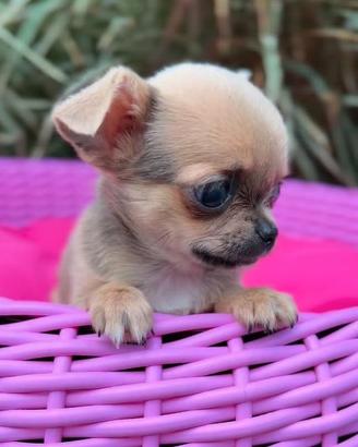 CHIHUAHUA TOY CUCCIOLI FULVI disponibili