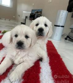 Cucciolo Golden retriever