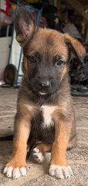 Cuccioli di pastore belga malinois