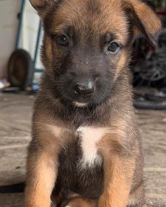 Cuccioli di pastore belga malinois