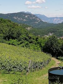 Terreni agricoli edificabili uliveti