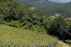 Terreni agricoli edificabili uliveti