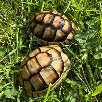 Baby tartarughe di terra Testudo marginata