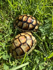 Baby tartarughe di terra Testudo marginata