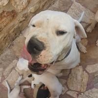 Dogo argentino