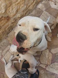 Dogo argentino