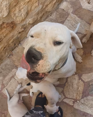 Dogo argentino