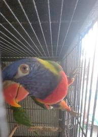 coppia lori arcobaleno 