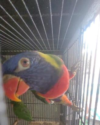 coppia lori arcobaleno 