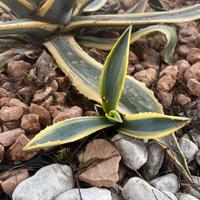 Germogli aloe e varie