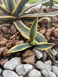 Germogli aloe e varie