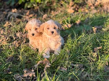 Cuccioli maltipoo maschio