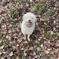 Lagotto Romagolo cucciolo