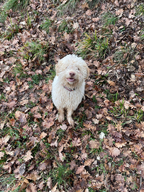 Lagotto Romagolo cucciolo