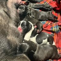 Cuccioli di bulldog francese