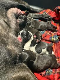 Cuccioli di bulldog francese