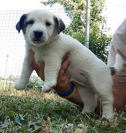 Jack Russell