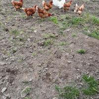 Galline ovaiole rosse