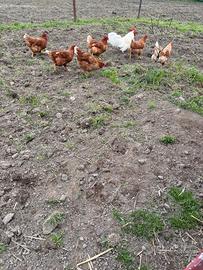 Galline ovaiole rosse