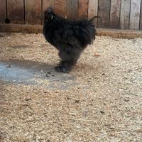 Gallo Moroseta