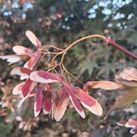 acer japonicum semi