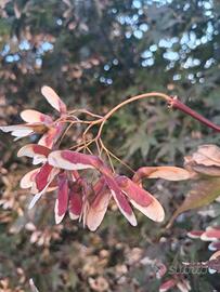 acer japonicum semi