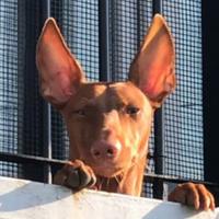 Cirneco dell'Etna Maschio in affido