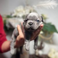 Bulldog Francese esotico