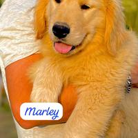 Cuccioli Golden retriever americano