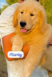 Cuccioli Golden retriever americano