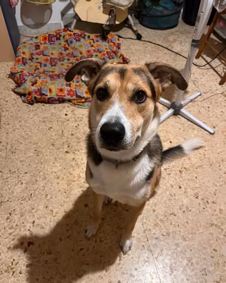 Snoopy è finito in canile