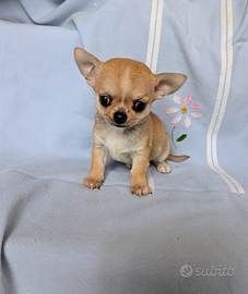 Mini cucciolo chihuahua, allevamento enci