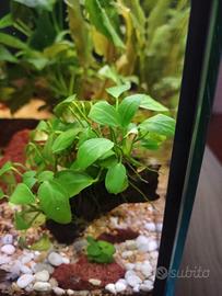 pianta acquario Anubias