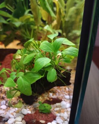 pianta acquario Anubias