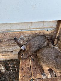 Conigli Leprino Viterbese