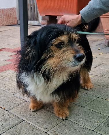 Jonny e labert cani meticci Animali In vendita a Milano