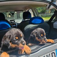 Cuccioli di rotweiler