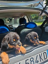 Cuccioli di rotweiler