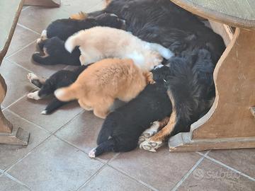 Disponibili cuccioli