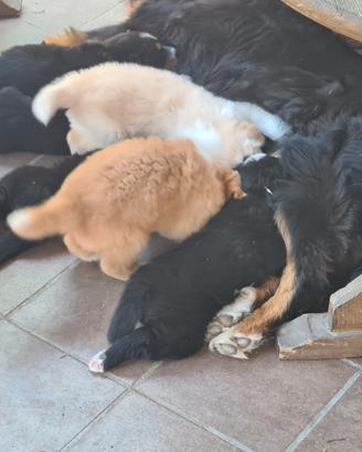 Disponibili cuccioli