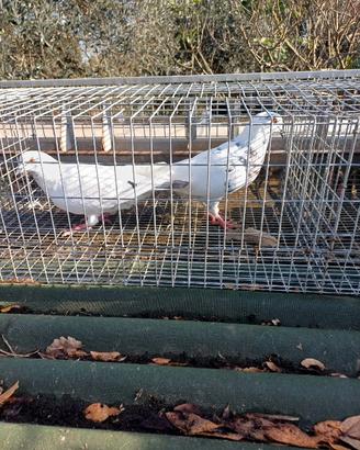 Piccioni galline