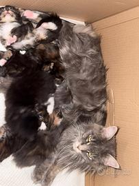 Maine Coon