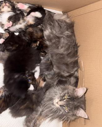 Maine Coon