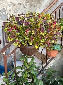 Pianta di Coleus decurrens Gürke