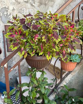 Pianta di Coleus decurrens Gürke