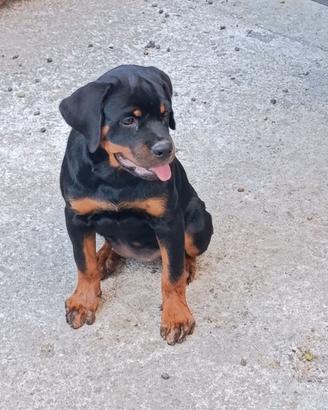 Cucciola rottweiler