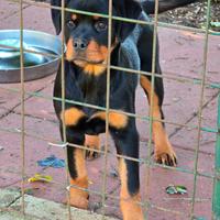 Cucciola rottweiler con pedigree