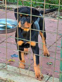 Cucciola rottweiler con pedigree
