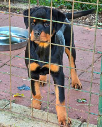Cucciola rottweiler con pedigree