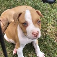 CUCCIOLI PITBULL 60 gg